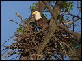 _2SB5805 bald eagle in nest